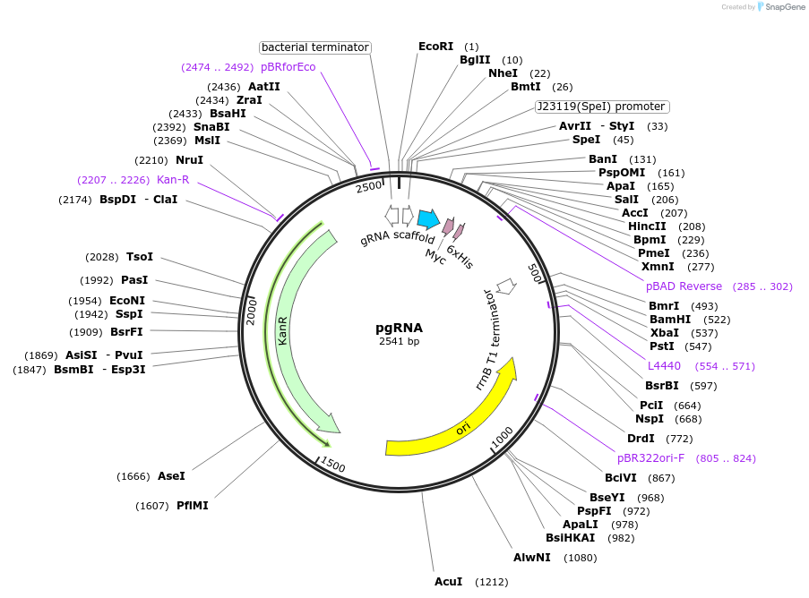 215560-plasmid-map-sequence-id-434133