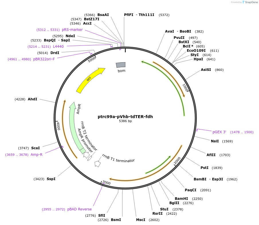 215649-plasmid-map-sequence-id-434134