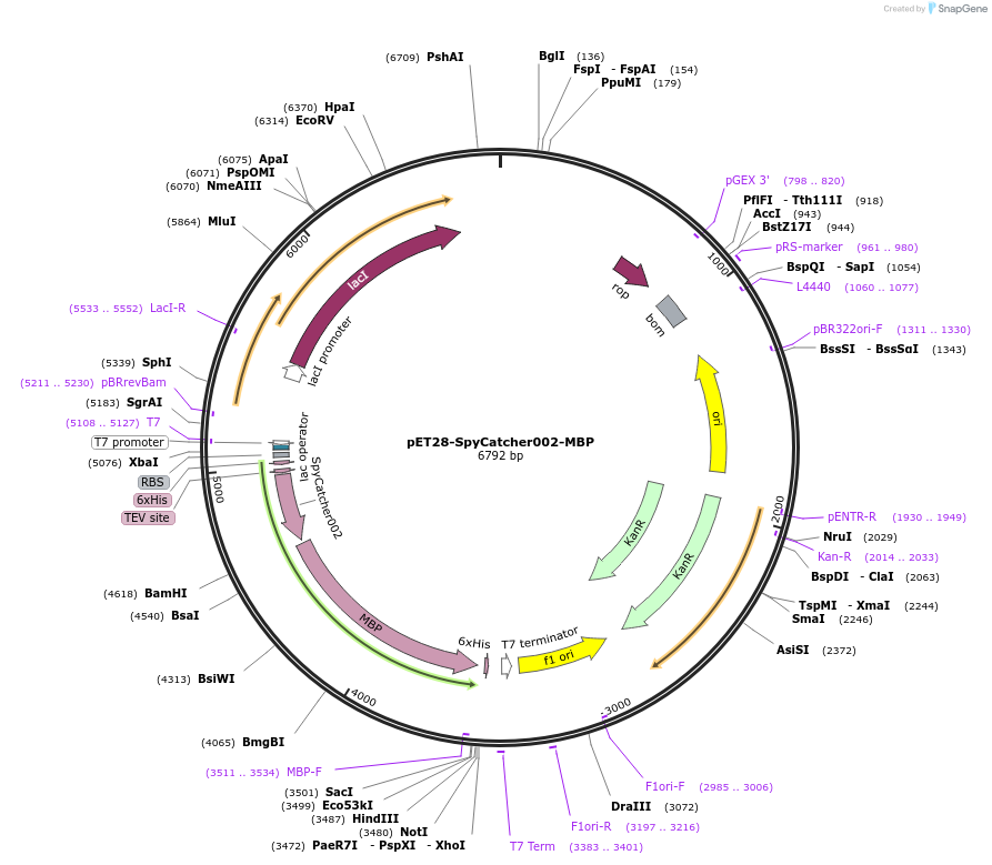 216295-plasmid-map-sequence-id-434135
