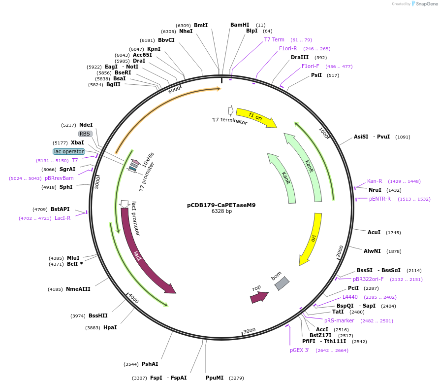 218707-plasmid-map-sequence-id-434139