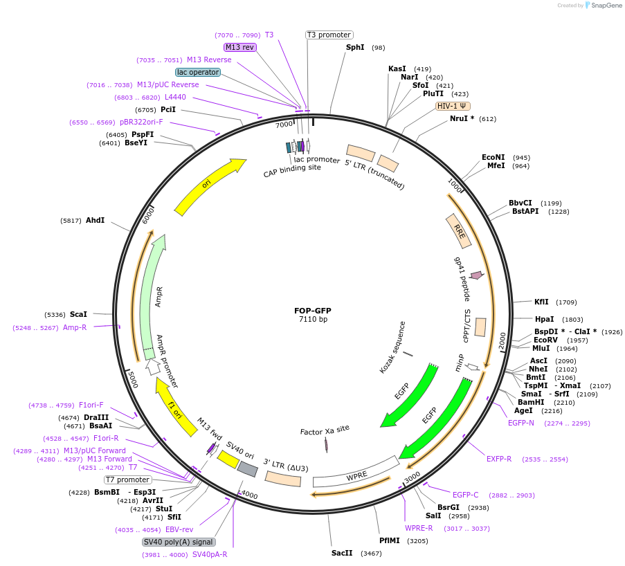 35490-plasmid-map-sequence-id-43415