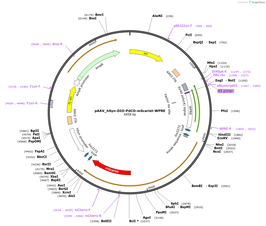 198511-plasmid-map-sequence-id-434166