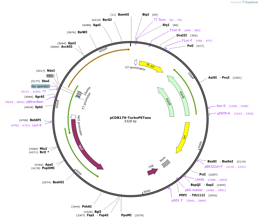 218693-plasmid-map-sequence-id-434224