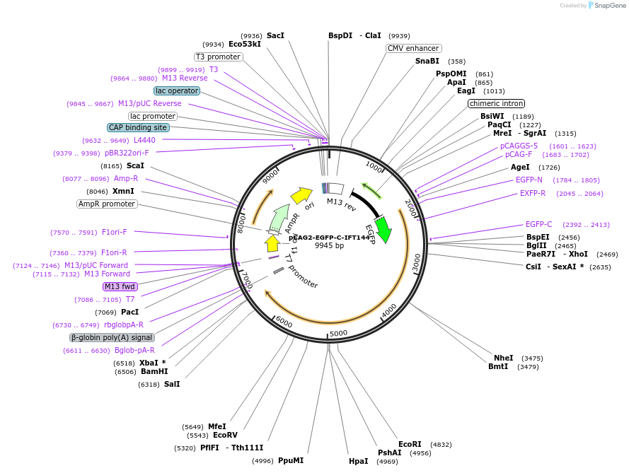 218740-plasmid-map-sequence-id-434235