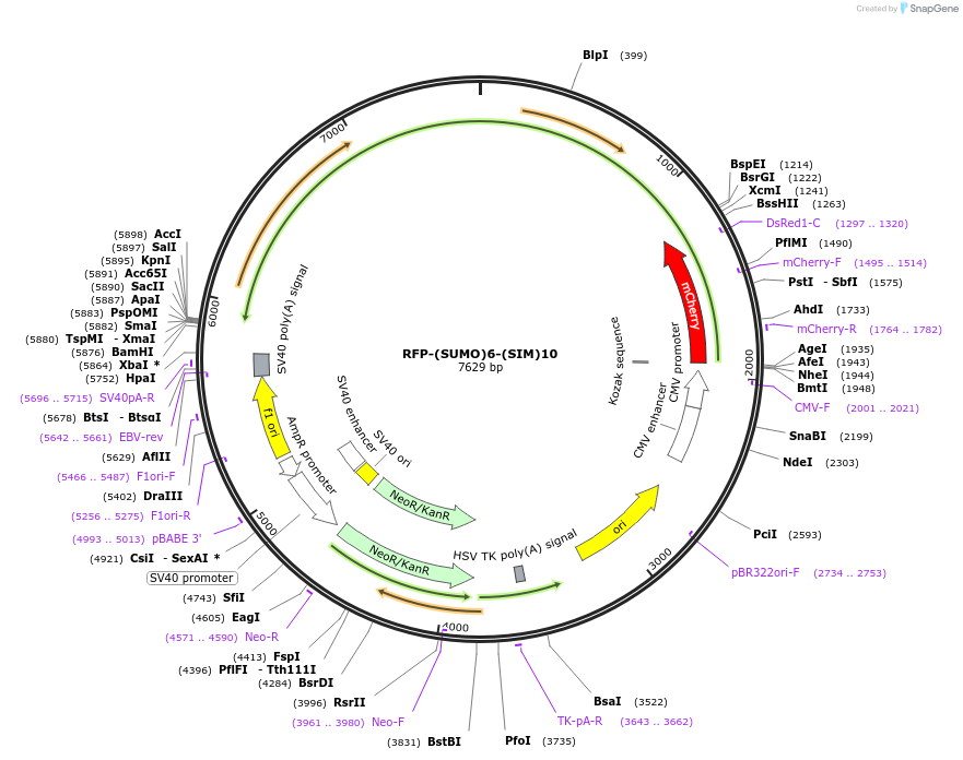 122027-plasmid-map-sequence-id-434238