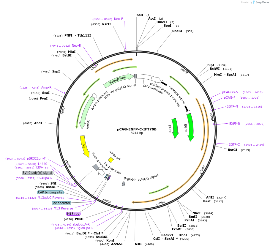 218729-plasmid-map-sequence-id-434256