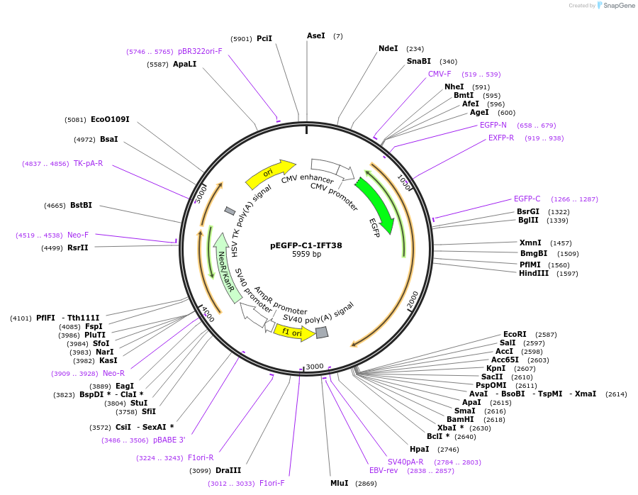 218723-plasmid-map-sequence-id-434311
