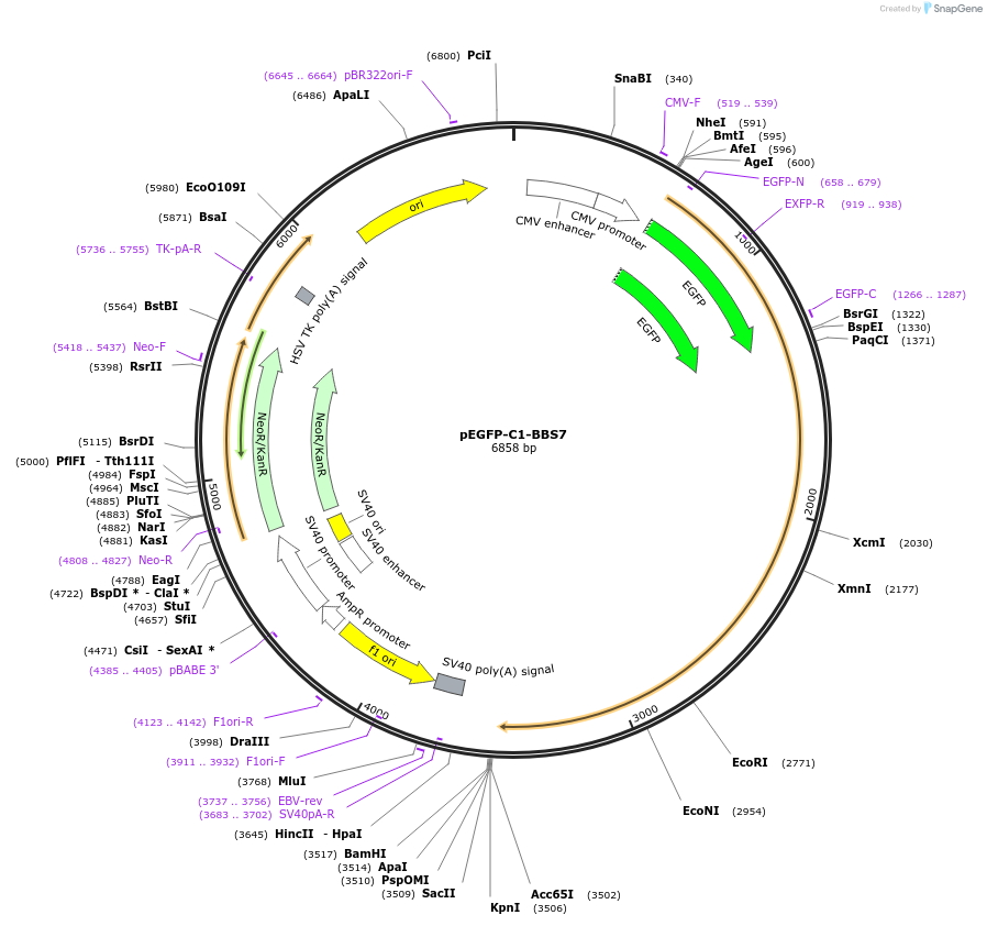 218715-plasmid-map-sequence-id-434347