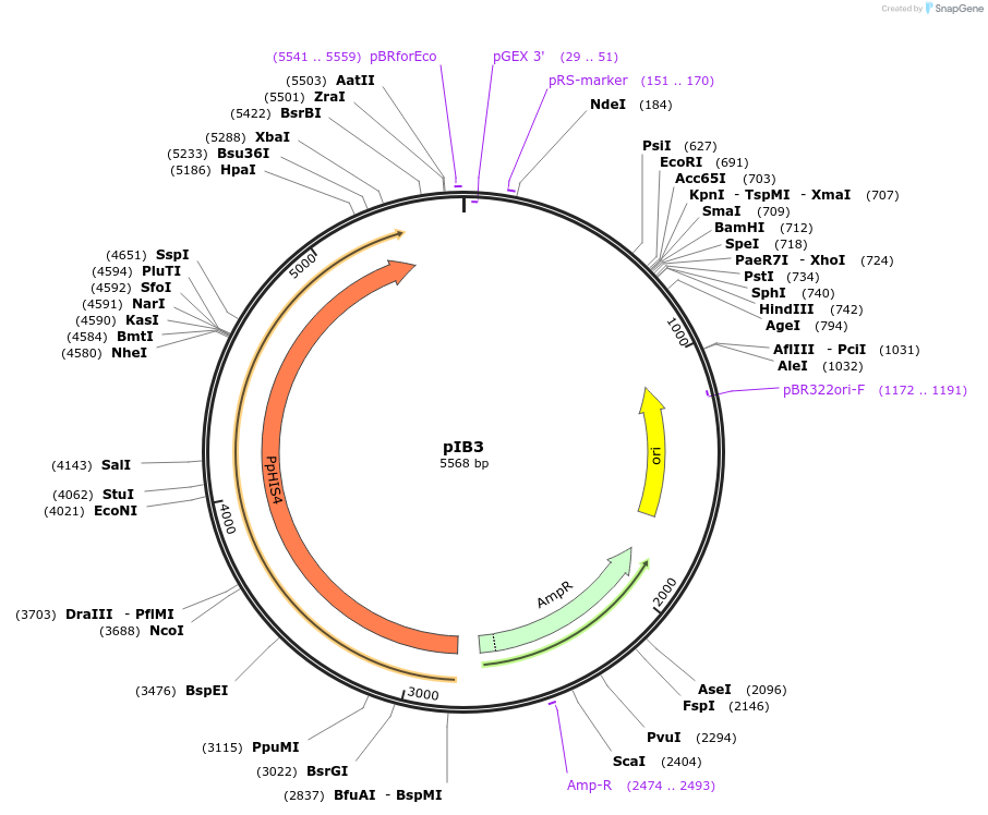 25452-plasmid-map-sequence-id-43435