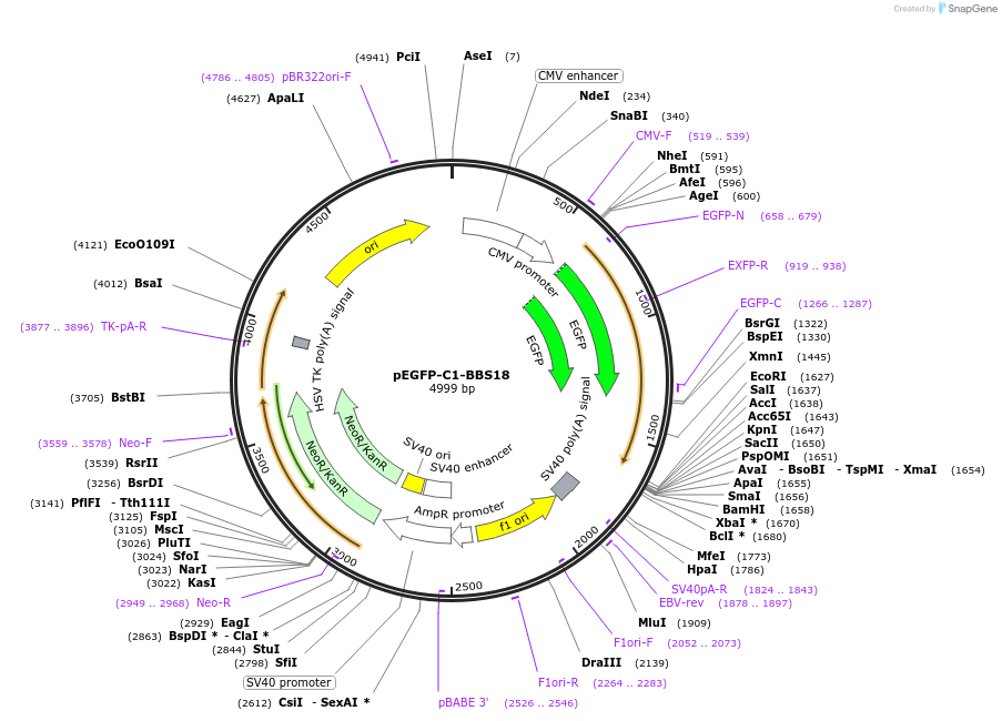 218718-plasmid-map-sequence-id-434352