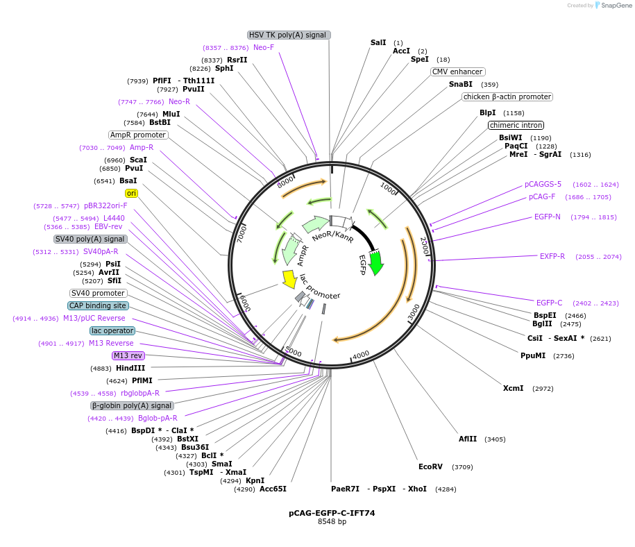 218730-plasmid-map-sequence-id-434354