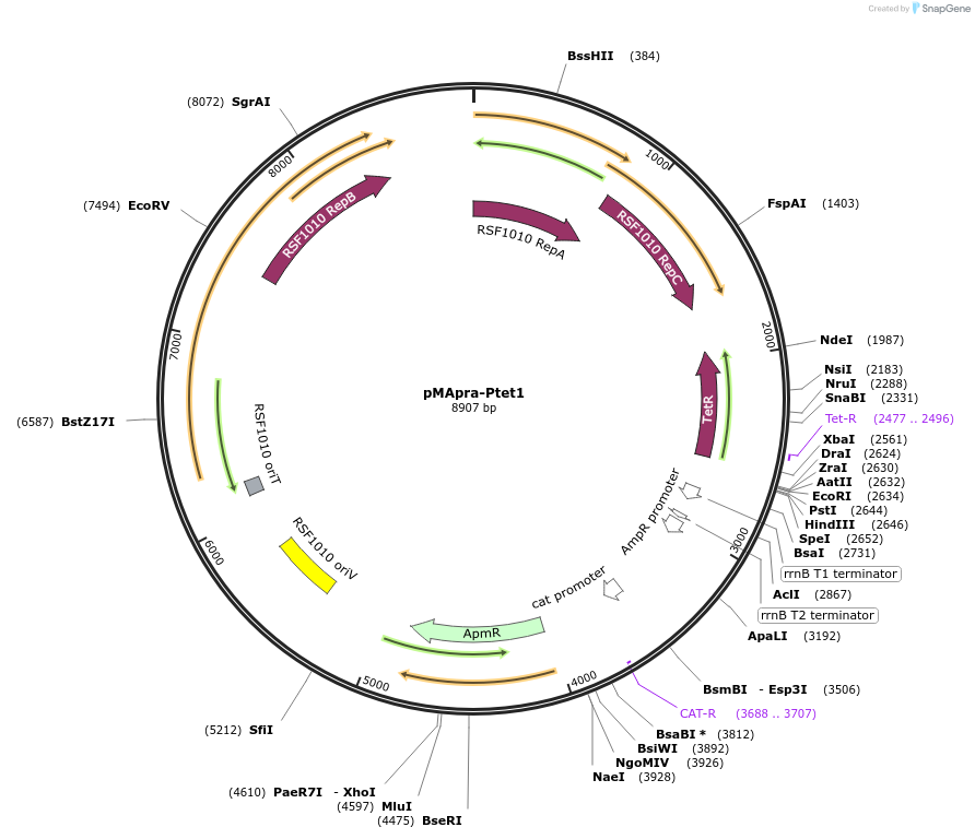 218360-plasmid-map-sequence-id-434355