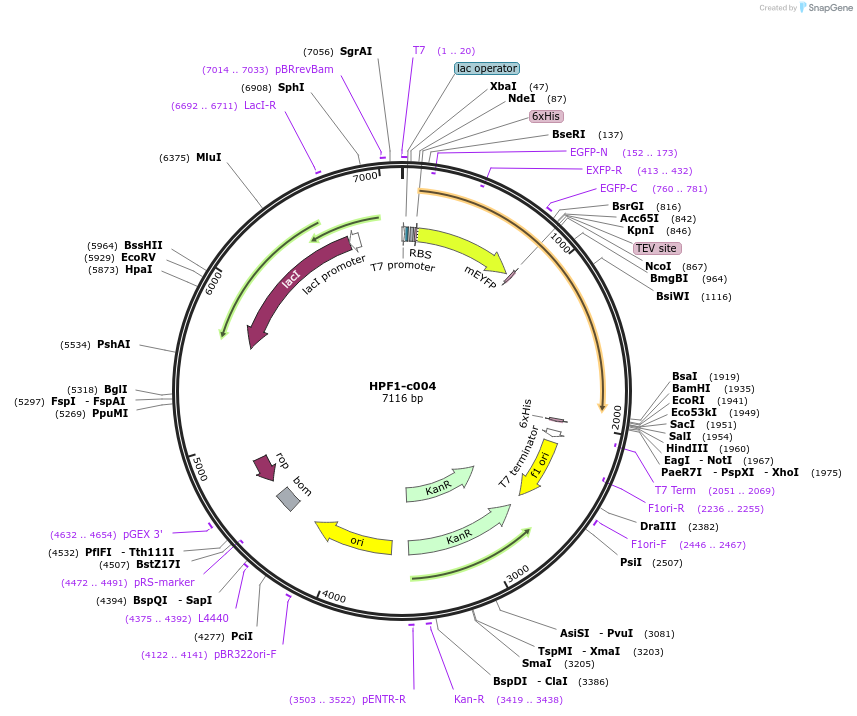 216874-plasmid-map-sequence-id-434367