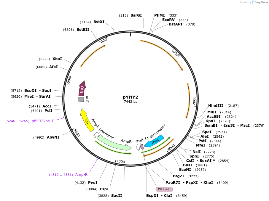 216108-plasmid-map-sequence-id-434369