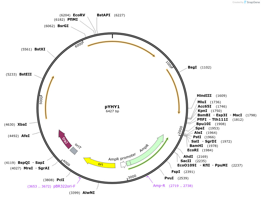 215926-plasmid-map-sequence-id-434370