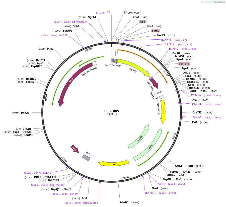 216876-plasmid-map-sequence-id-434371