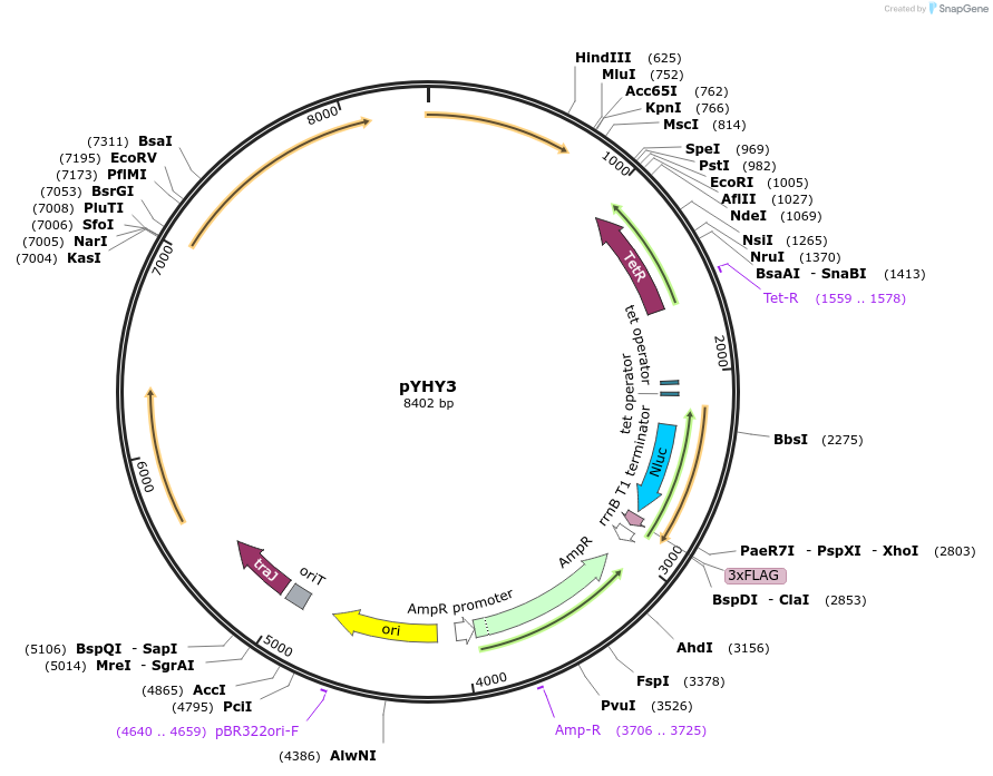 216109-plasmid-map-sequence-id-434372