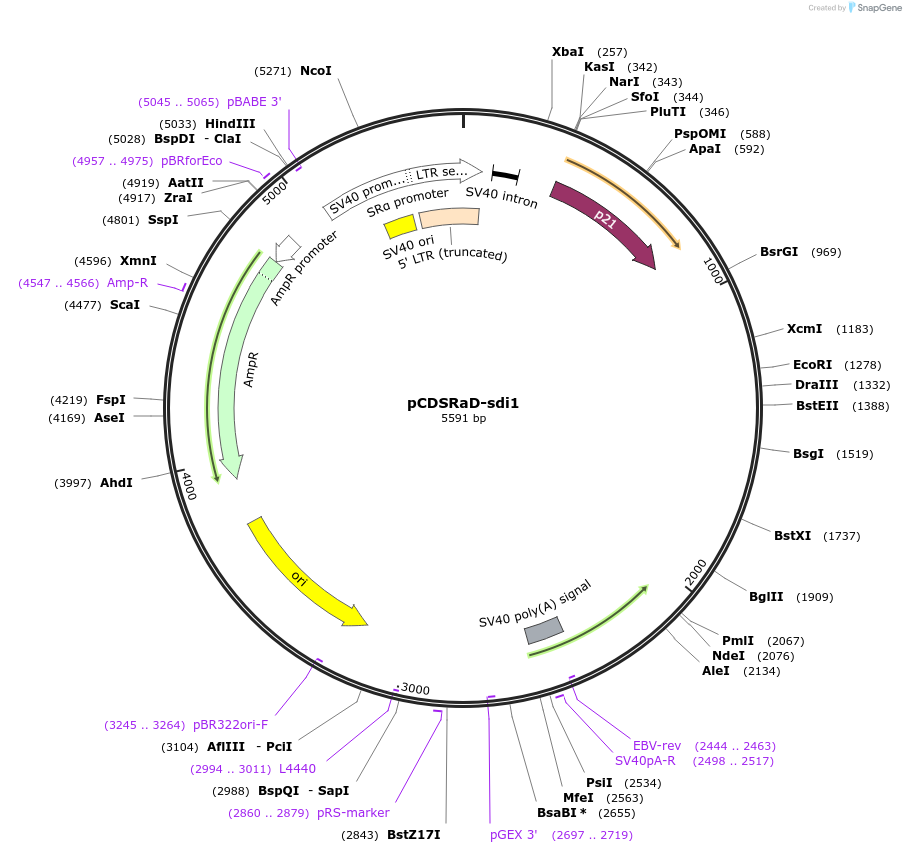 219566-plasmid-map-sequence-id-434373