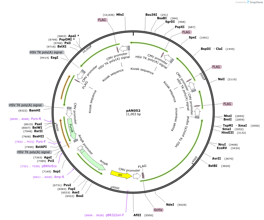 220046-plasmid-map-sequence-id-434396
