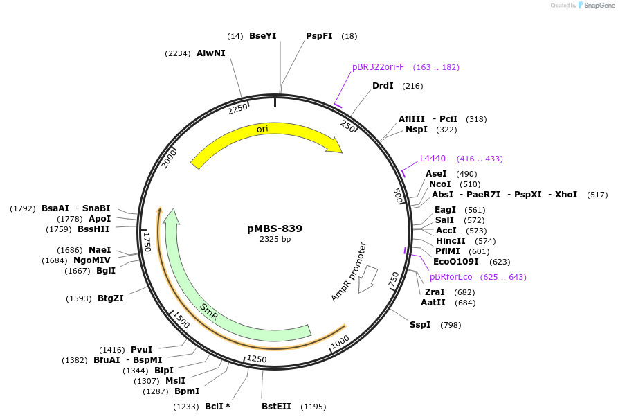 217995-plasmid-map-sequence-id-434405
