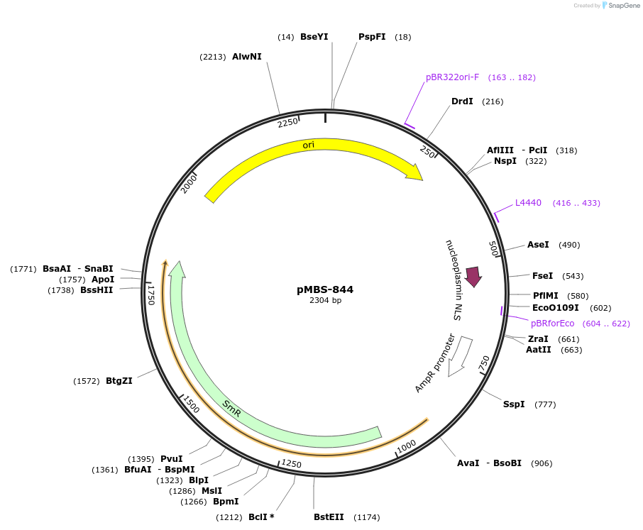 217998-plasmid-map-sequence-id-434408