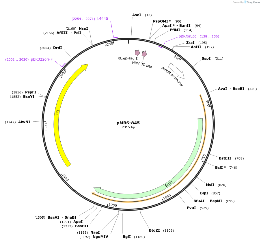 218000-plasmid-map-sequence-id-434410