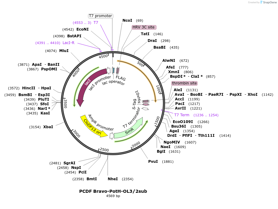 216752-plasmid-map-sequence-id-434424