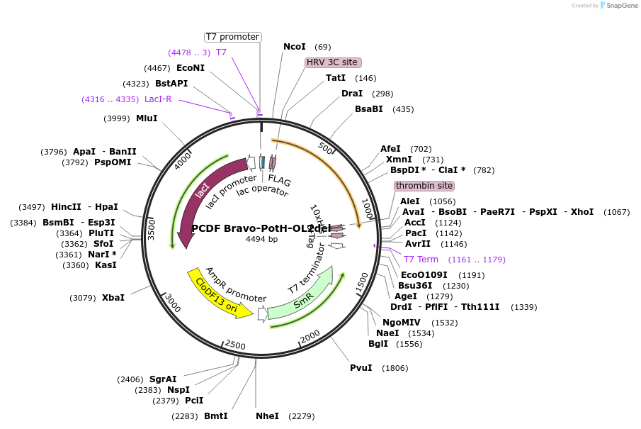 216750-plasmid-map-sequence-id-434427