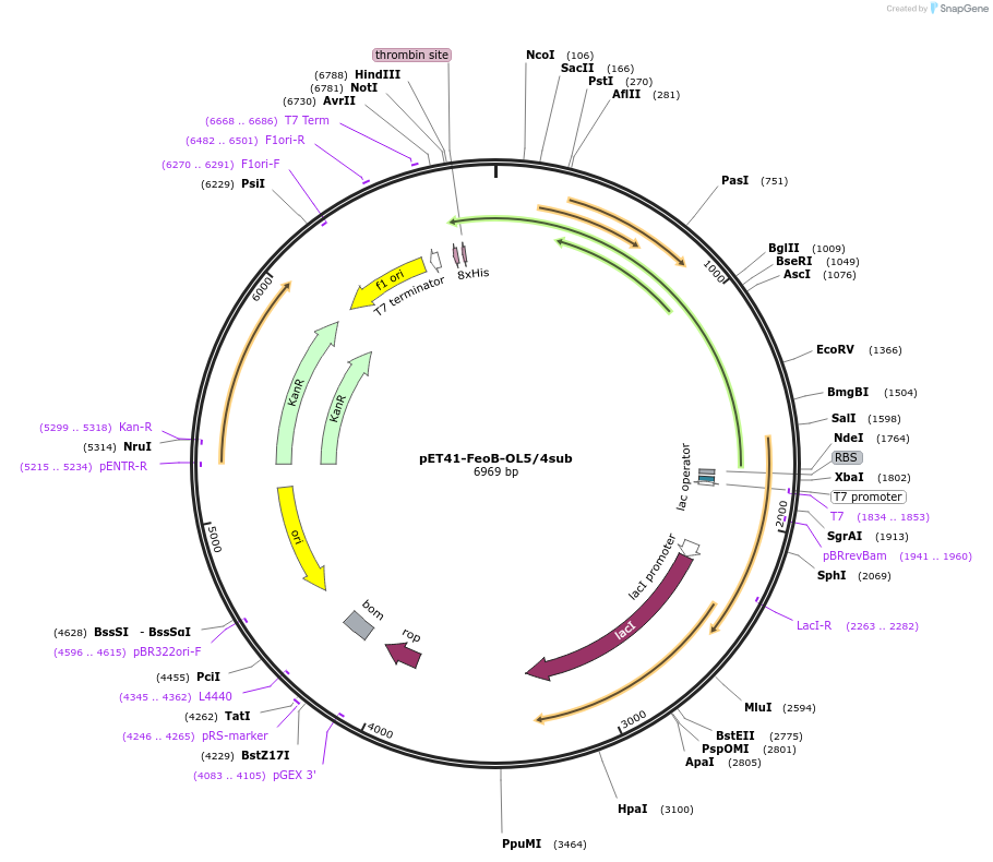 216748-plasmid-map-sequence-id-434431