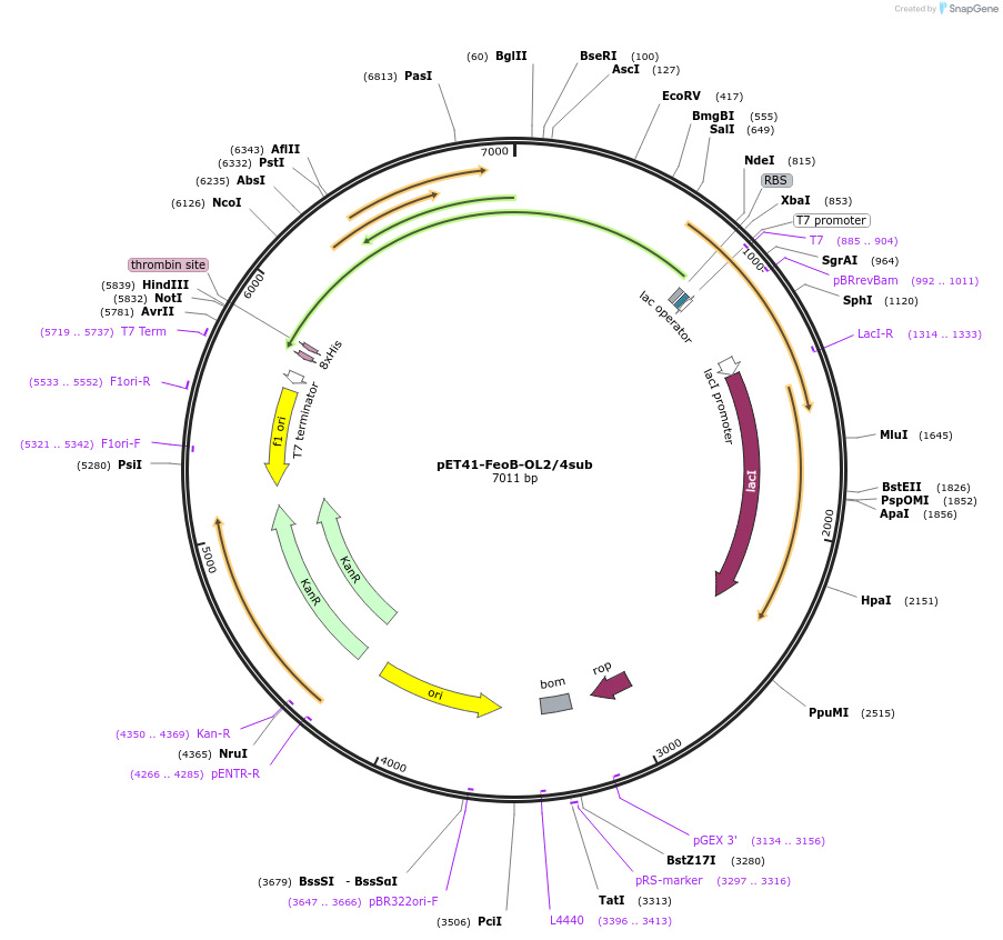 216746-plasmid-map-sequence-id-434435
