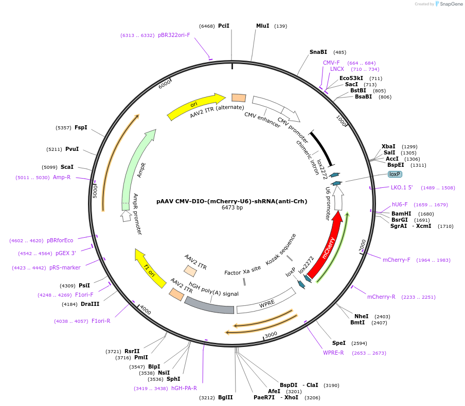 214732-plasmid-map-sequence-id-434457