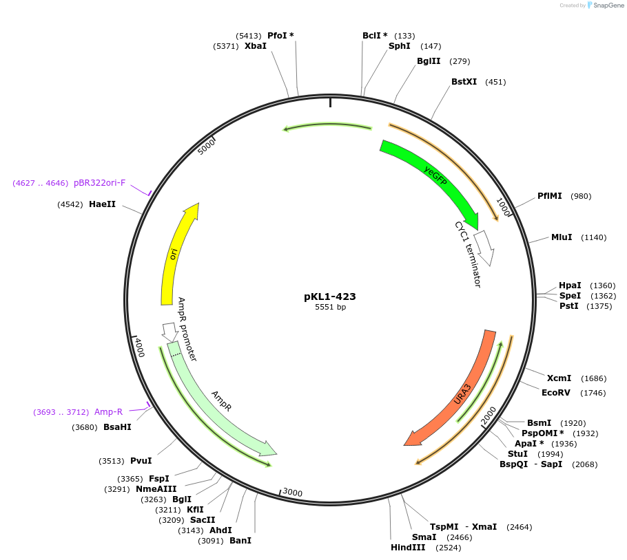 219411-plasmid-map-sequence-id-434477