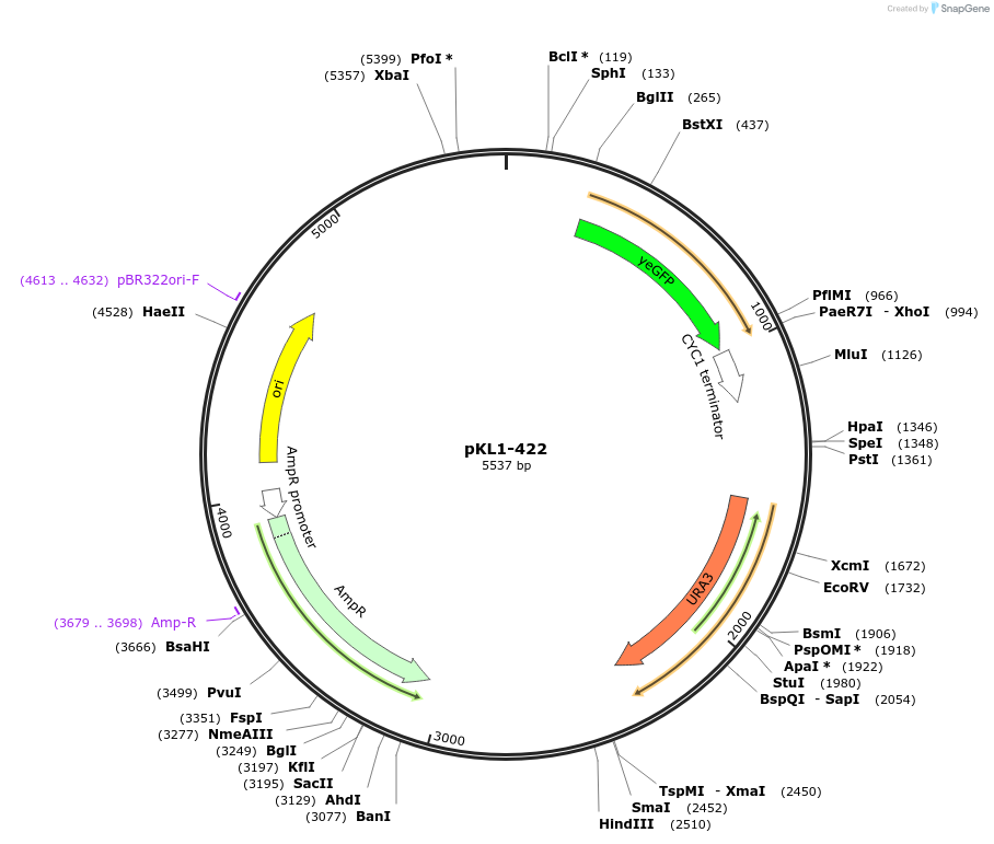 219410-plasmid-map-sequence-id-434483