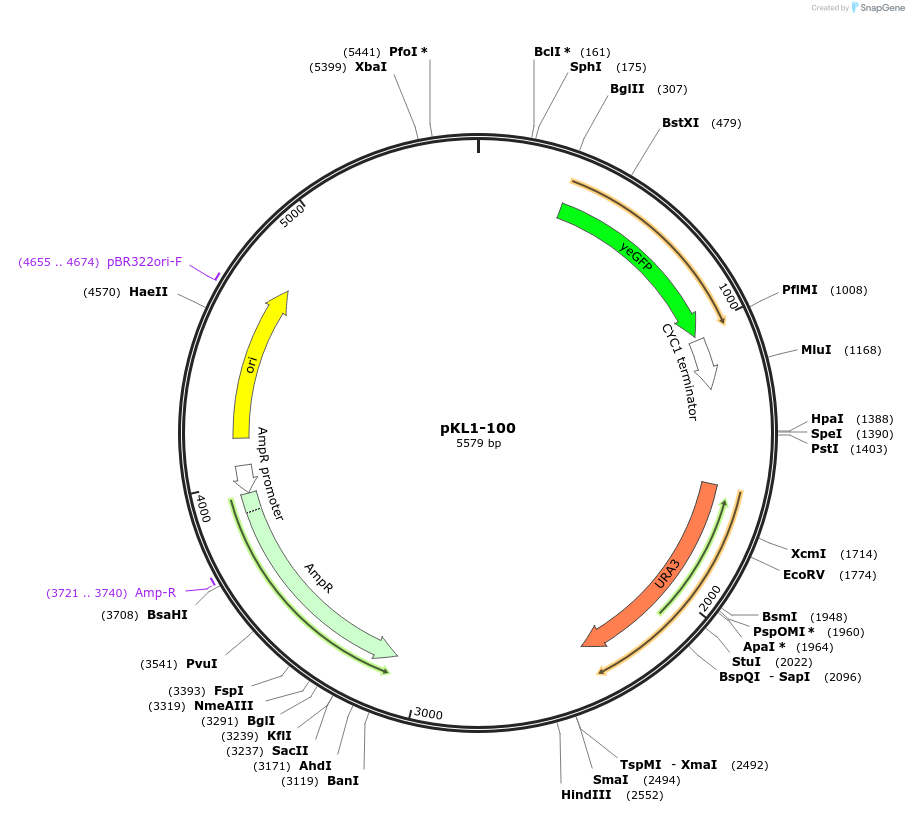 219408-plasmid-map-sequence-id-434484