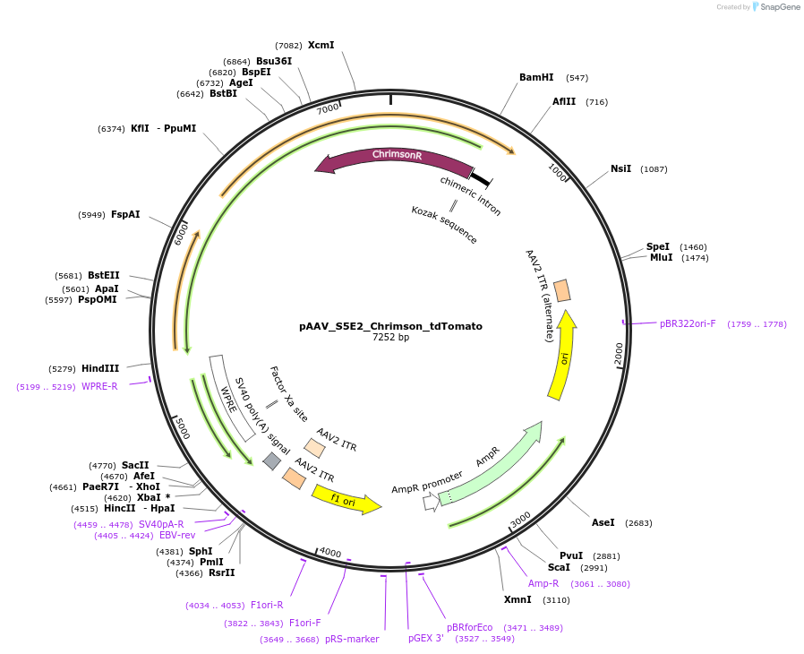 219432-plasmid-map-sequence-id-434486