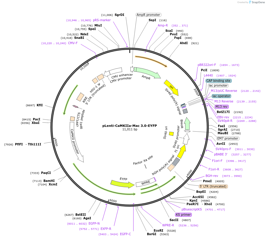35515-plasmid-map-sequence-id-43449