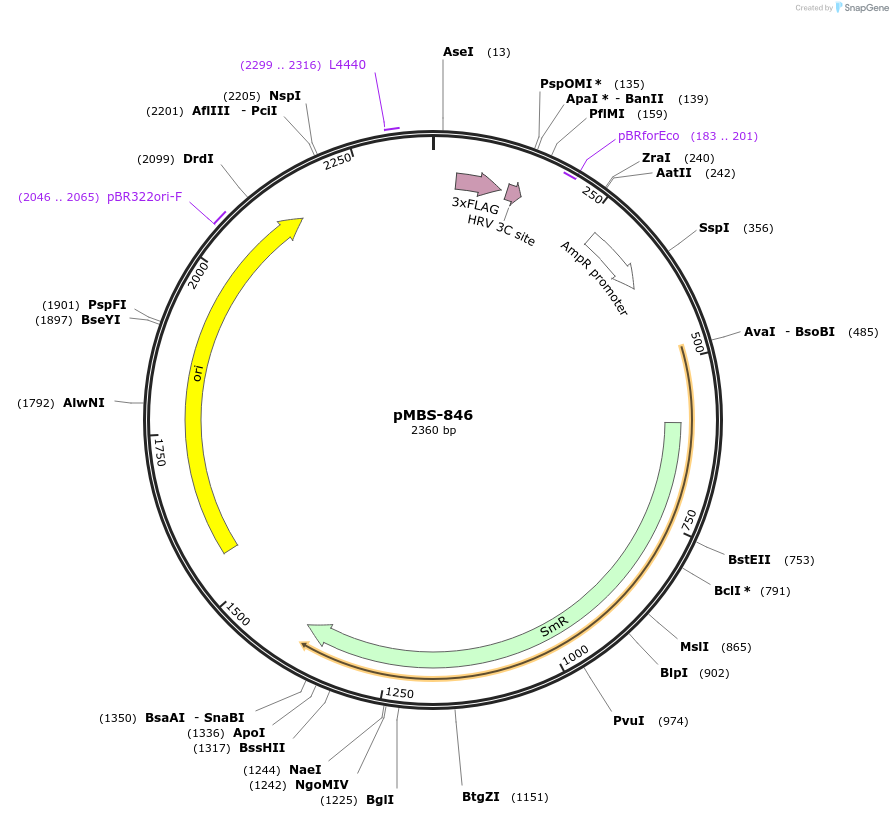 218001-plasmid-map-sequence-id-434498