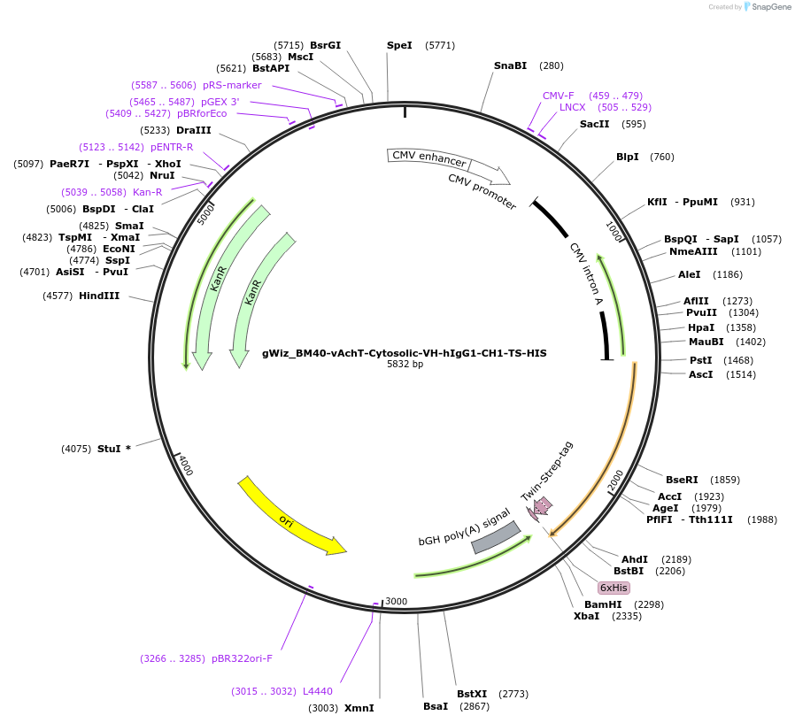 218446-plasmid-map-sequence-id-434499