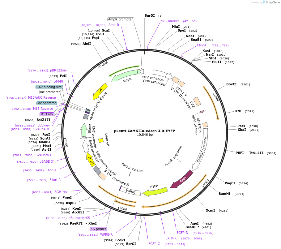35514-plasmid-map-sequence-id-43450