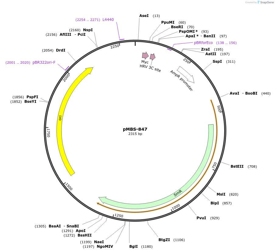 218002-plasmid-map-sequence-id-434500
