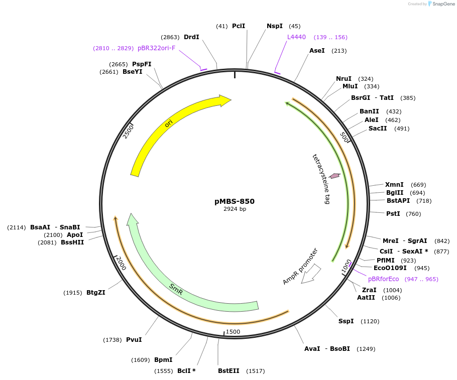 218005-plasmid-map-sequence-id-434505
