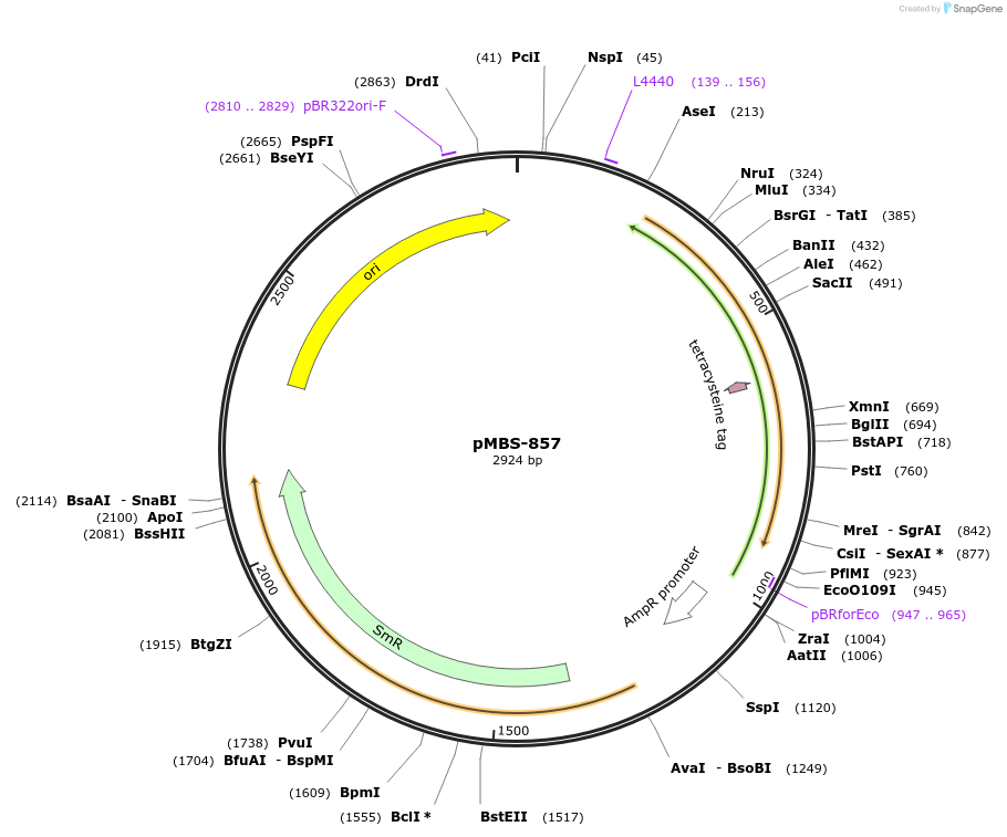218007-plasmid-map-sequence-id-434507