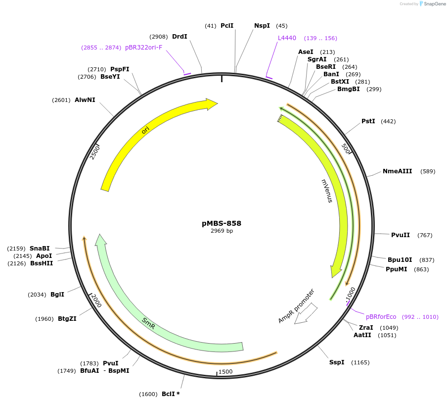 218008-plasmid-map-sequence-id-434509
