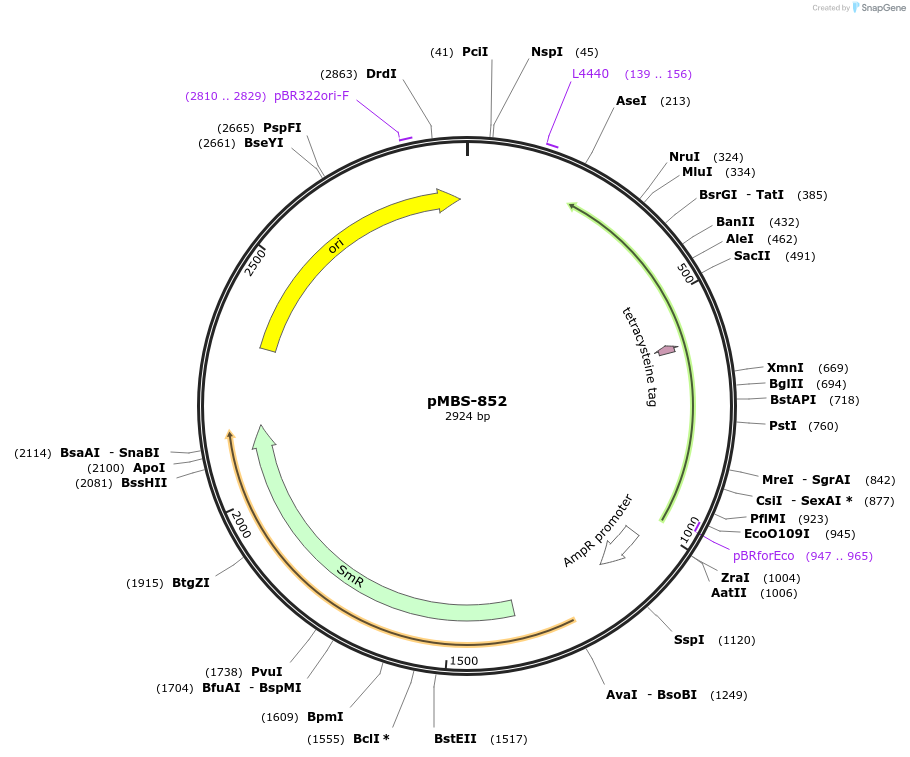 218010-plasmid-map-sequence-id-434517