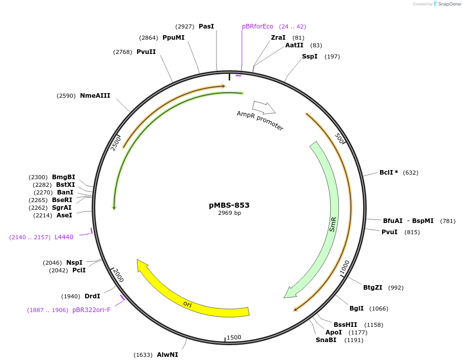 218011-plasmid-map-sequence-id-434521