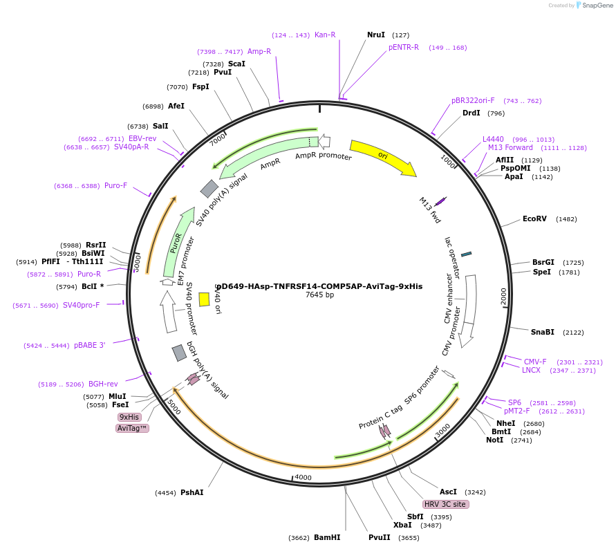 157125-plasmid-map-sequence-id-434525
