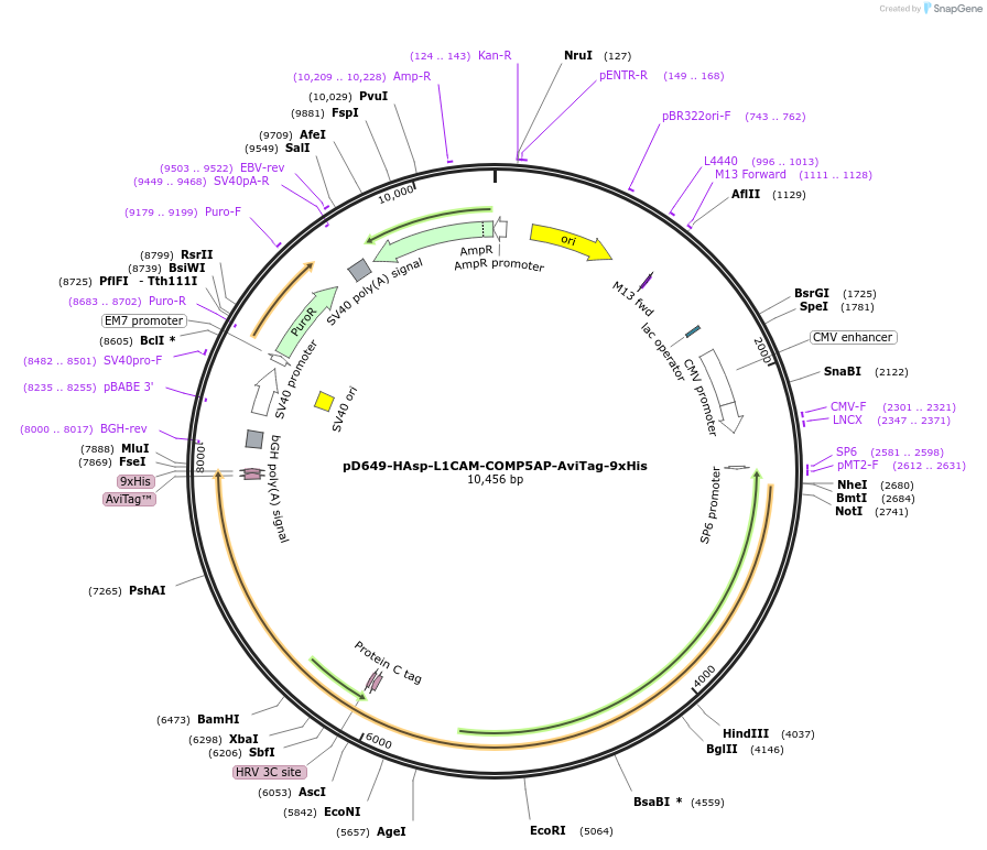 157595-plasmid-map-sequence-id-434526