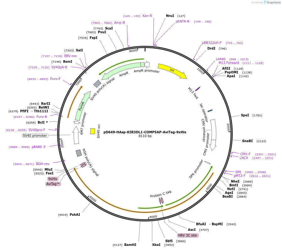 157321-plasmid-map-sequence-id-434528