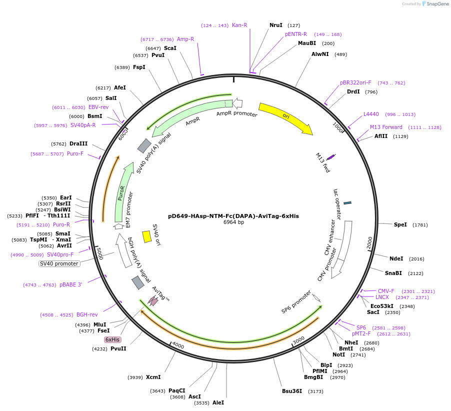 156726-plasmid-map-sequence-id-434530