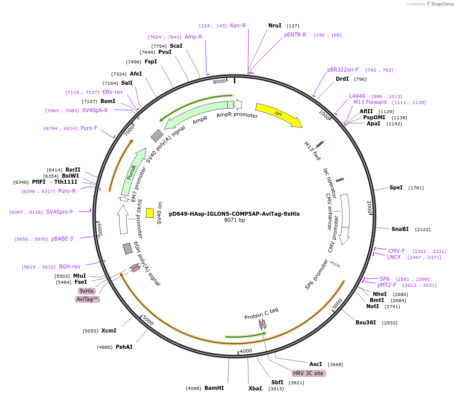 157307-plasmid-map-sequence-id-434533
